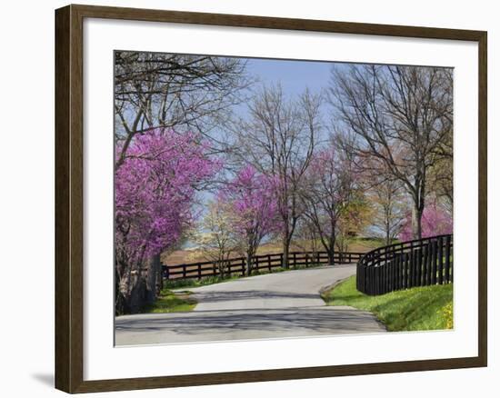 Road Lined with Redbud and Dogwood Trees in Full Bloom, Lexington, Kentucky, Usa-Adam Jones-Framed Photographic Print