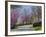 Road Lined with Redbud and Dogwood Trees in Full Bloom, Lexington, Kentucky, Usa-Adam Jones-Framed Photographic Print