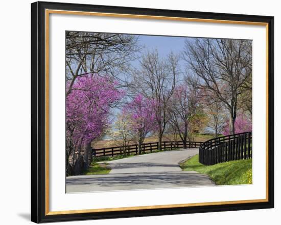 Road Lined with Redbud and Dogwood Trees in Full Bloom, Lexington, Kentucky, Usa-Adam Jones-Framed Photographic Print