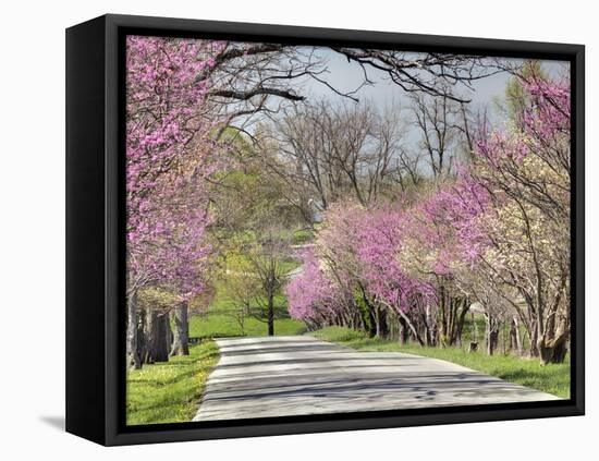 Road Lined with Redbud and Dogwood Trees in Full Bloom, Lexington, Kentucky, Usa-Adam Jones-Framed Premier Image Canvas