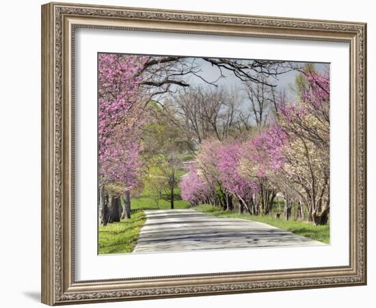 Road Lined with Redbud and Dogwood Trees in Full Bloom, Lexington, Kentucky, Usa-Adam Jones-Framed Photographic Print