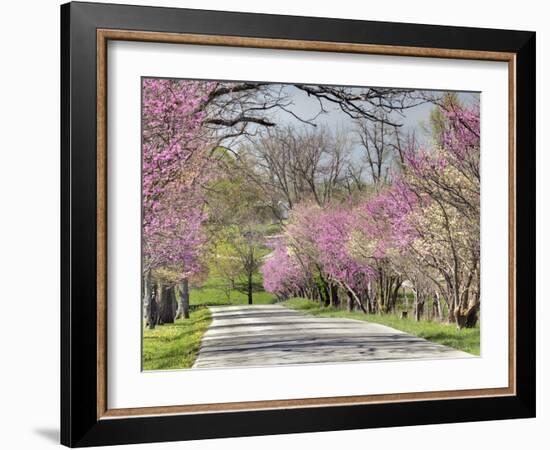 Road Lined with Redbud and Dogwood Trees in Full Bloom, Lexington, Kentucky, Usa-Adam Jones-Framed Photographic Print