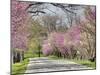 Road Lined with Redbud and Dogwood Trees in Full Bloom, Lexington, Kentucky, Usa-Adam Jones-Mounted Photographic Print