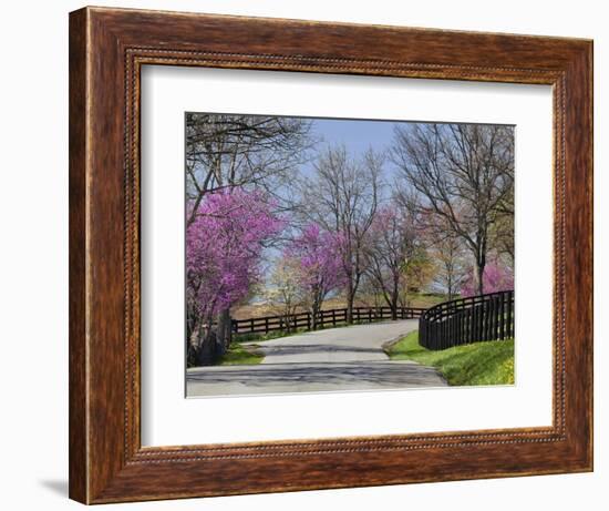 Road Lined with Redbud and Dogwood Trees in Full Bloom, Lexington, Kentucky, Usa-Adam Jones-Framed Photographic Print