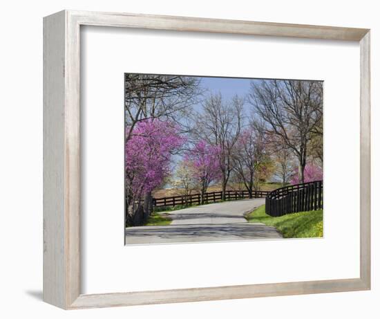 Road Lined with Redbud and Dogwood Trees in Full Bloom, Lexington, Kentucky, Usa-Adam Jones-Framed Photographic Print