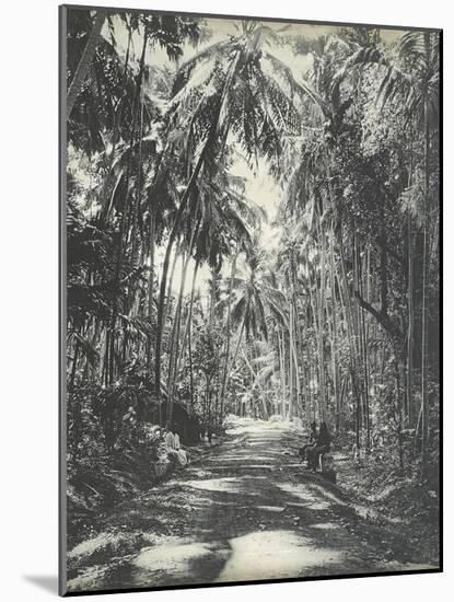 Road Near Colombo, Ceylon, February 1912-English Photographer-Mounted Giclee Print