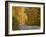 Road Nr. Lake George, New York State, USA-Demetrio Carrasco-Framed Photographic Print