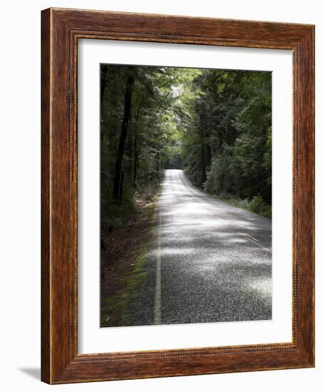 Road passing through a forest, Fiordland National Park, Southland, South Island, New Zealand-null-Framed Photographic Print