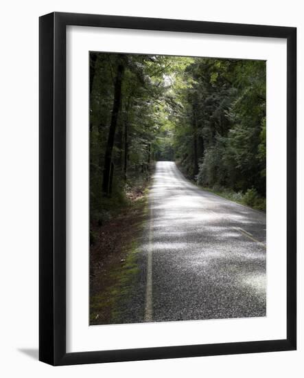 Road passing through a forest, Fiordland National Park, Southland, South Island, New Zealand-null-Framed Photographic Print