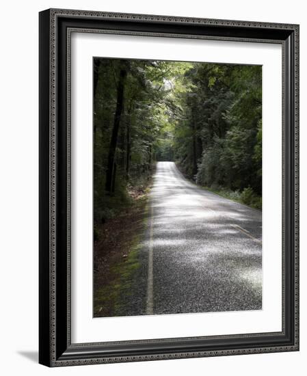 Road passing through a forest, Fiordland National Park, Southland, South Island, New Zealand-null-Framed Photographic Print