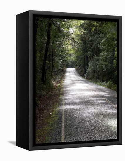 Road passing through a forest, Fiordland National Park, Southland, South Island, New Zealand-null-Framed Premier Image Canvas