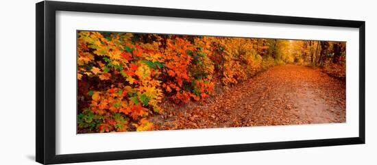 Road Passing Through Autumn Forest, Traverse City, Grand Traverse County, Michigan, USA-null-Framed Photographic Print