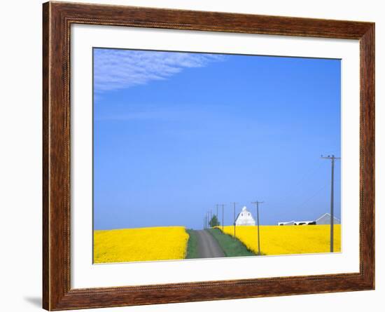 Road Running Through Canola Field with Gray Barn, Grangeville, Idaho, USA-Terry Eggers-Framed Photographic Print