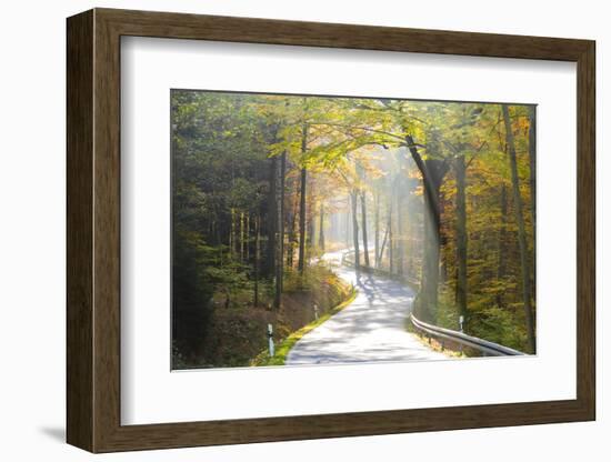 Road Through Autumn Woodland, Saxon Switzerland, Saxony, Germany-Peter Adams-Framed Photographic Print
