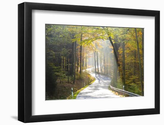 Road Through Autumn Woodland, Saxon Switzerland, Saxony, Germany-Peter Adams-Framed Photographic Print