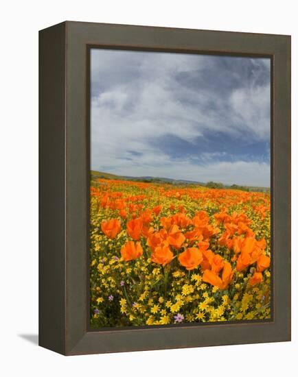 Road through Poppies, Antelope Valley, California, USA-Terry Eggers-Framed Premier Image Canvas