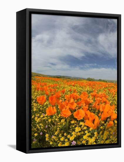 Road through Poppies, Antelope Valley, California, USA-Terry Eggers-Framed Premier Image Canvas