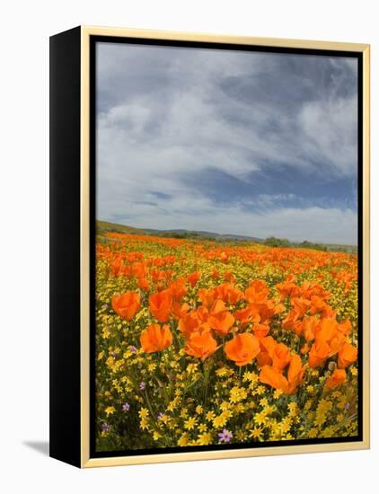 Road through Poppies, Antelope Valley, California, USA-Terry Eggers-Framed Premier Image Canvas