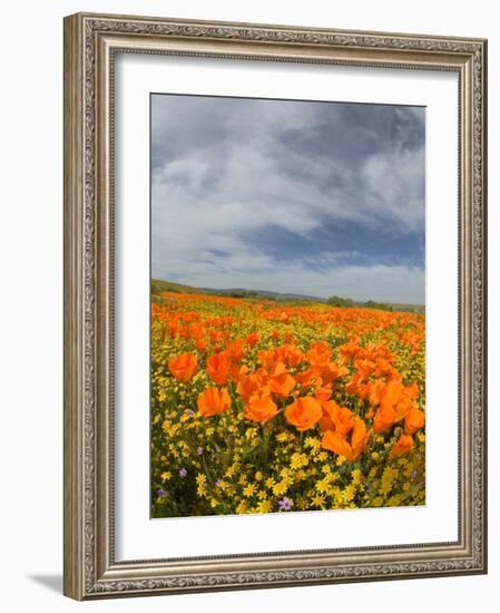 Road through Poppies, Antelope Valley, California, USA-Terry Eggers-Framed Photographic Print