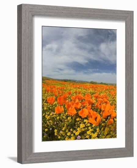 Road through Poppies, Antelope Valley, California, USA-Terry Eggers-Framed Photographic Print