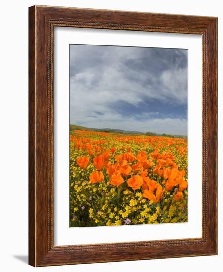 Road through Poppies, Antelope Valley, California, USA-Terry Eggers-Framed Photographic Print