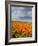 Road through Poppies, Antelope Valley, California, USA-Terry Eggers-Framed Photographic Print