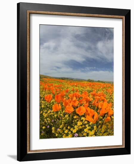 Road through Poppies, Antelope Valley, California, USA-Terry Eggers-Framed Photographic Print