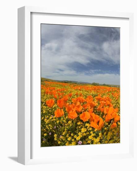 Road through Poppies, Antelope Valley, California, USA-Terry Eggers-Framed Photographic Print