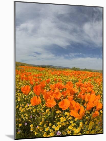 Road through Poppies, Antelope Valley, California, USA-Terry Eggers-Mounted Photographic Print