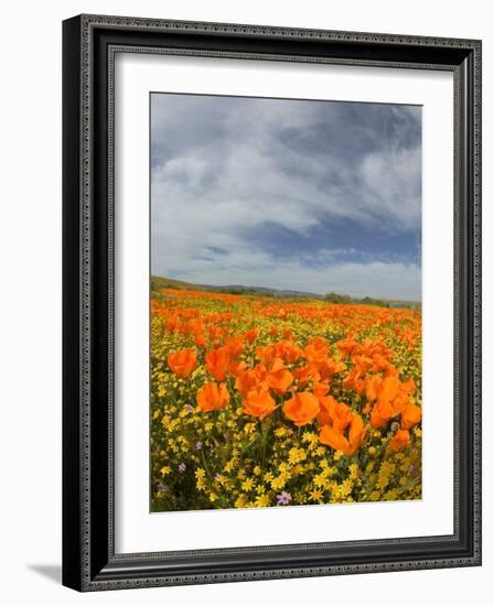 Road through Poppies, Antelope Valley, California, USA-Terry Eggers-Framed Photographic Print