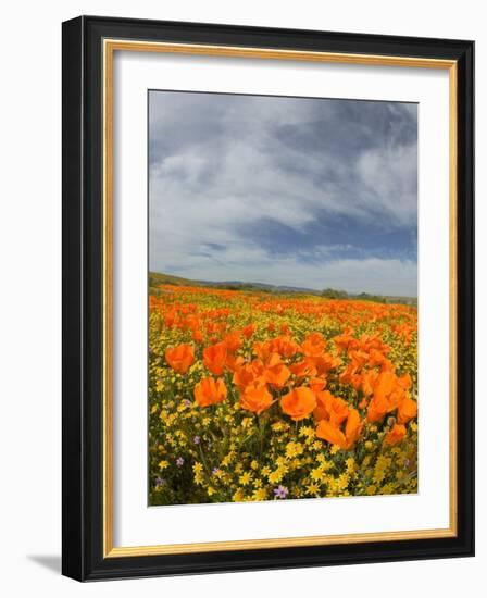 Road through Poppies, Antelope Valley, California, USA-Terry Eggers-Framed Photographic Print