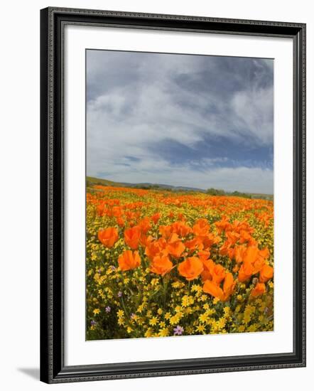 Road through Poppies, Antelope Valley, California, USA-Terry Eggers-Framed Photographic Print