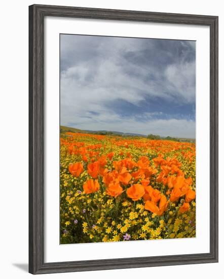 Road through Poppies, Antelope Valley, California, USA-Terry Eggers-Framed Photographic Print