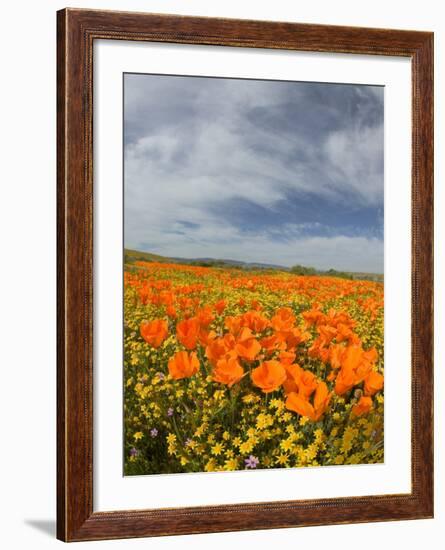 Road through Poppies, Antelope Valley, California, USA-Terry Eggers-Framed Photographic Print