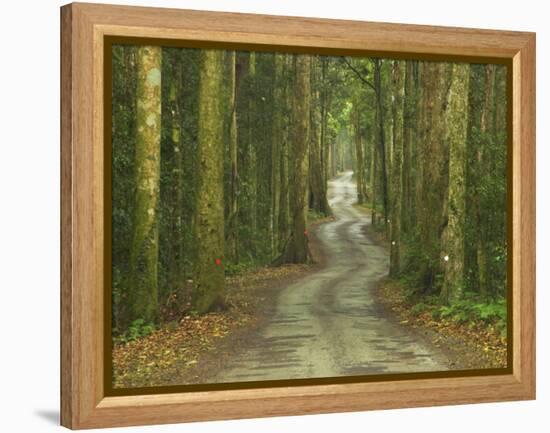 Road through Rainforest, Lamington National Park, Gold Coast Hinterland, Queensland, Australia-David Wall-Framed Premier Image Canvas