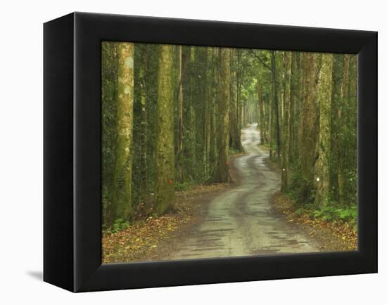 Road through Rainforest, Lamington National Park, Gold Coast Hinterland, Queensland, Australia-David Wall-Framed Premier Image Canvas