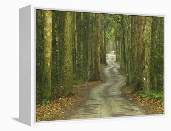 Road through Rainforest, Lamington National Park, Gold Coast Hinterland, Queensland, Australia-David Wall-Framed Premier Image Canvas