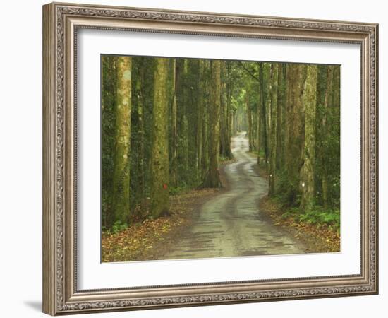 Road through Rainforest, Lamington National Park, Gold Coast Hinterland, Queensland, Australia-David Wall-Framed Photographic Print