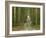 Road through Rainforest, Lamington National Park, Gold Coast Hinterland, Queensland, Australia-David Wall-Framed Photographic Print