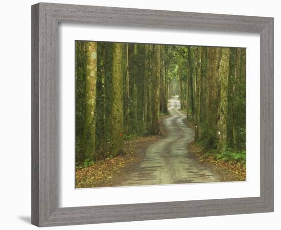 Road through Rainforest, Lamington National Park, Gold Coast Hinterland, Queensland, Australia-David Wall-Framed Photographic Print