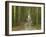 Road through Rainforest, Lamington National Park, Gold Coast Hinterland, Queensland, Australia-David Wall-Framed Photographic Print