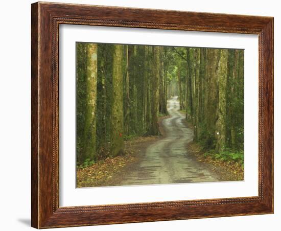 Road through Rainforest, Lamington National Park, Gold Coast Hinterland, Queensland, Australia-David Wall-Framed Photographic Print