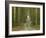 Road through Rainforest, Lamington National Park, Gold Coast Hinterland, Queensland, Australia-David Wall-Framed Photographic Print