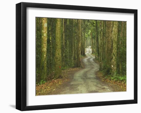 Road through Rainforest, Lamington National Park, Gold Coast Hinterland, Queensland, Australia-David Wall-Framed Photographic Print