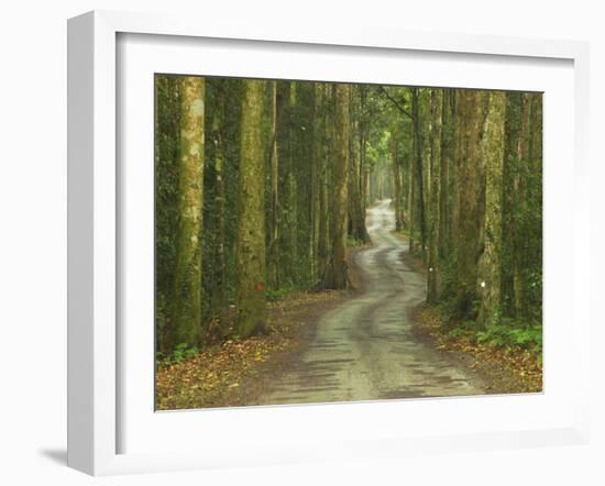 Road through Rainforest, Lamington National Park, Gold Coast Hinterland, Queensland, Australia-David Wall-Framed Photographic Print