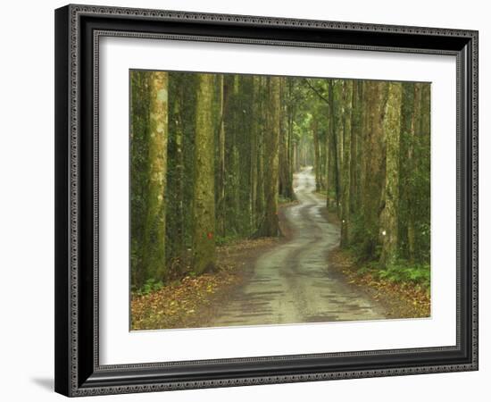 Road through Rainforest, Lamington National Park, Gold Coast Hinterland, Queensland, Australia-David Wall-Framed Photographic Print