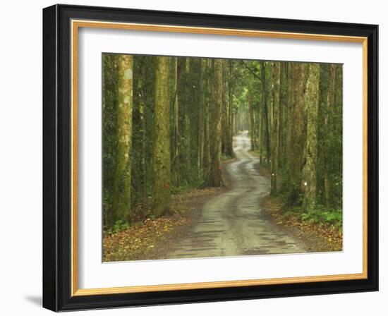 Road through Rainforest, Lamington National Park, Gold Coast Hinterland, Queensland, Australia-David Wall-Framed Photographic Print