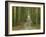 Road through Rainforest, Lamington National Park, Gold Coast Hinterland, Queensland, Australia-David Wall-Framed Photographic Print