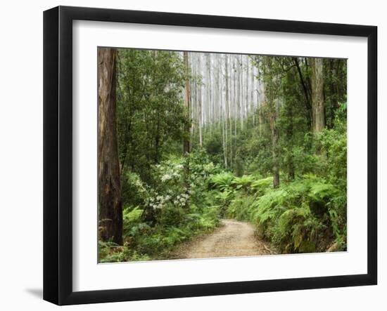 Road Through Rainforest, Yarra Ranges National Park, Victoria, Australia, Pacific-Schlenker Jochen-Framed Photographic Print
