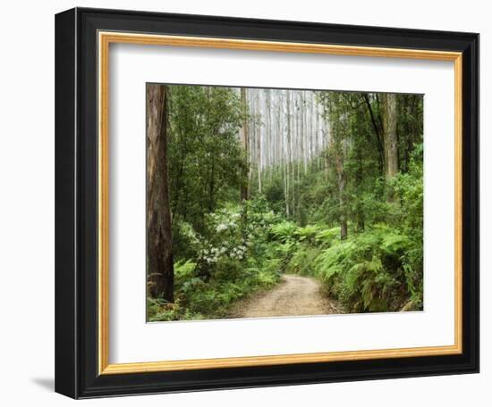 Road Through Rainforest, Yarra Ranges National Park, Victoria, Australia, Pacific-Schlenker Jochen-Framed Photographic Print